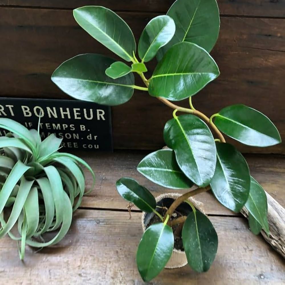 Amazon｜フランスゴムの木 曲がり木 観葉植物 曲がった幹｜観葉